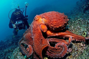 Який octopus є найбільшим на планеті? Який octopus є найбільшим на планеті?